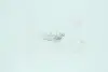 17097CP Лампа розжарювання W3w 12v 3w W2,1x9,5d (вир-во Narva) NARVA підбір по vin на Brocar