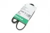 PASEK WIELOROWK. 4PK1237 FB4PK1237